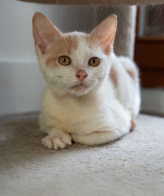 Photo #1 de TIGER & PHENIX