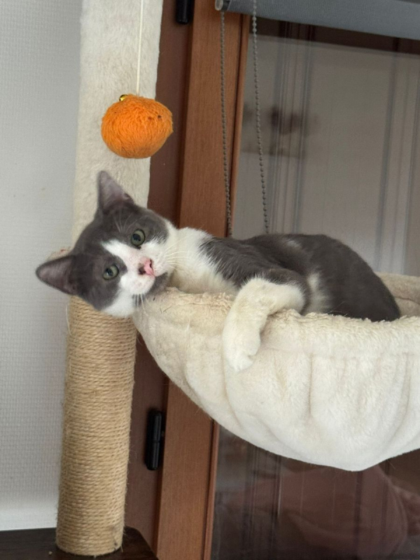 Photo #2 de TIGER & PHENIX