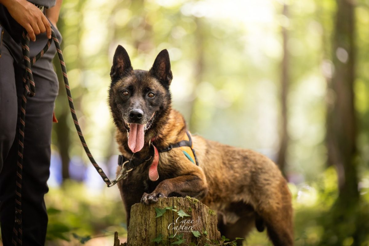 Ozuno - Chien Berger Belge Malinois à adopter