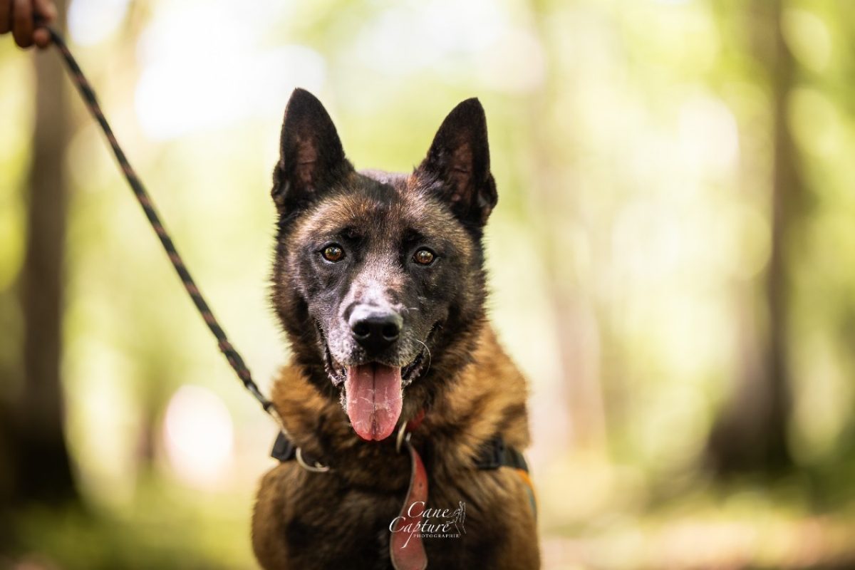 Ozuno - Chien Berger Belge Malinois à adopter - photo 2