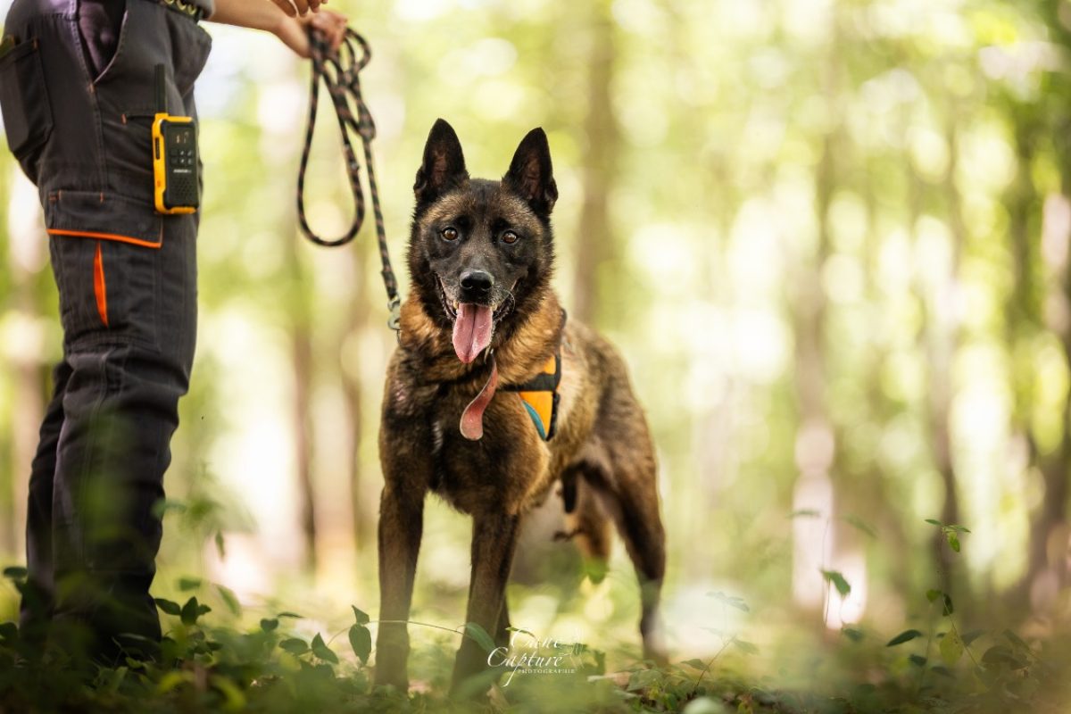 Ozuno - Chien Berger Belge Malinois à adopter - photo 3