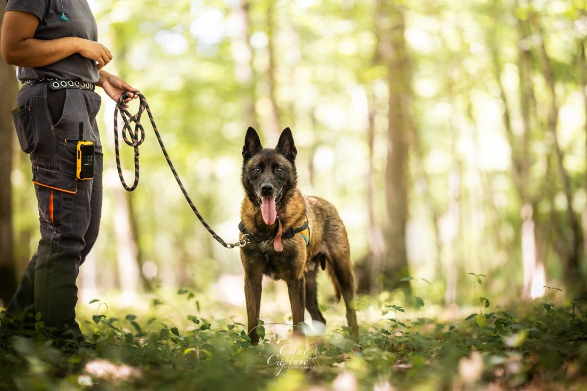 Ozuno - Chien Berger Belge Malinois à adopter - photo 5