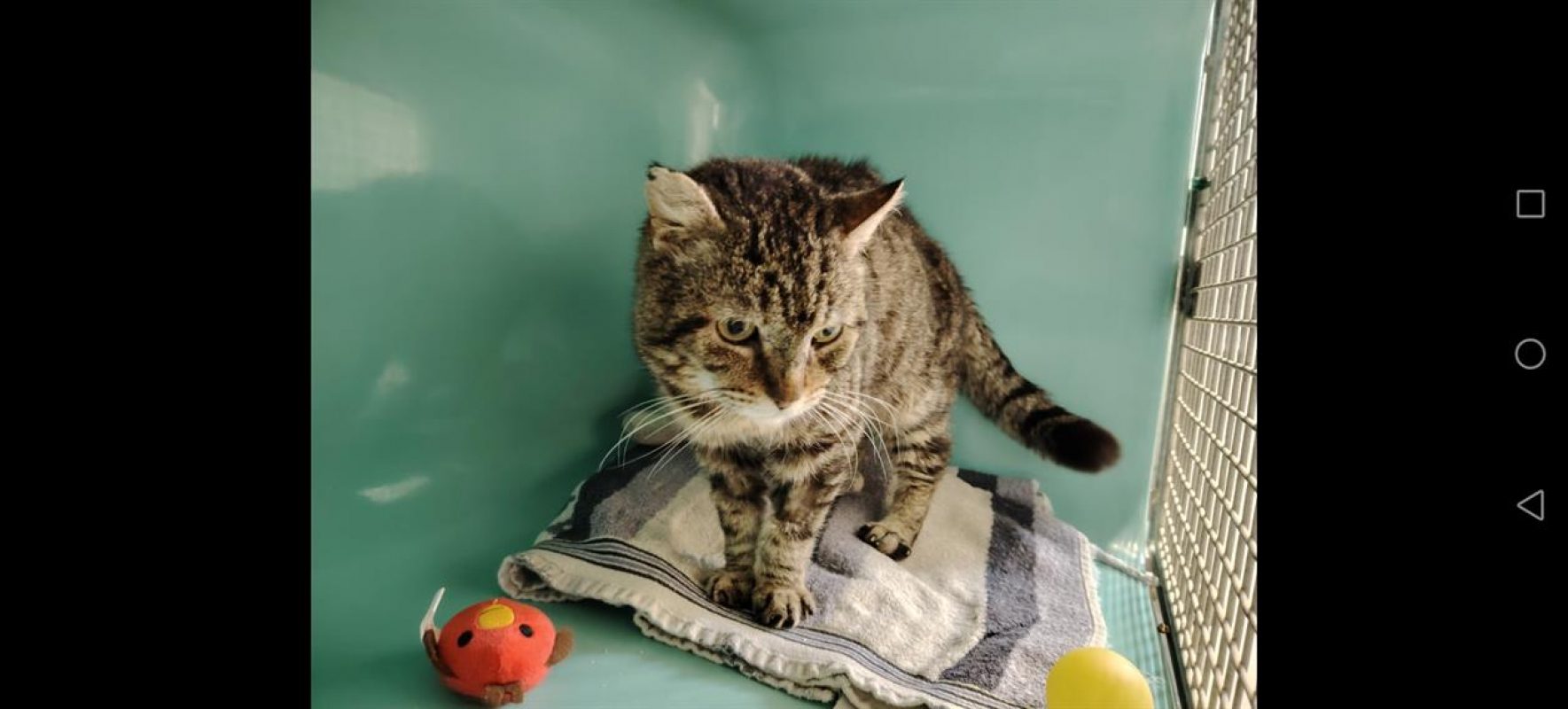Astor - Chat Européen à adopter - photo 6