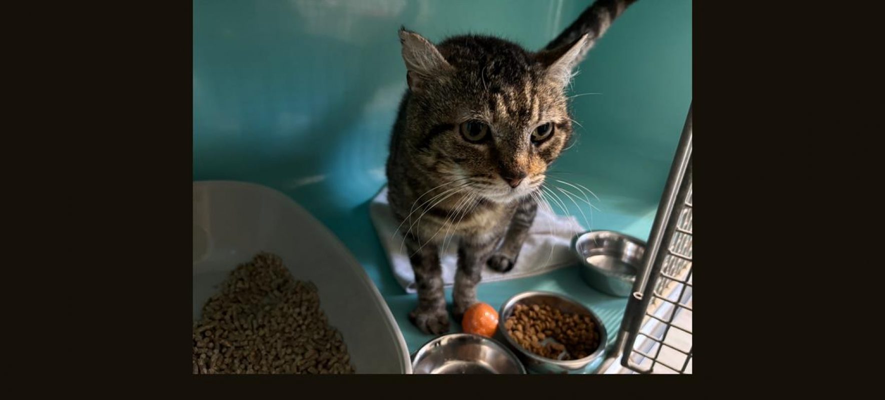 Astor - Chat Européen à adopter - photo 11