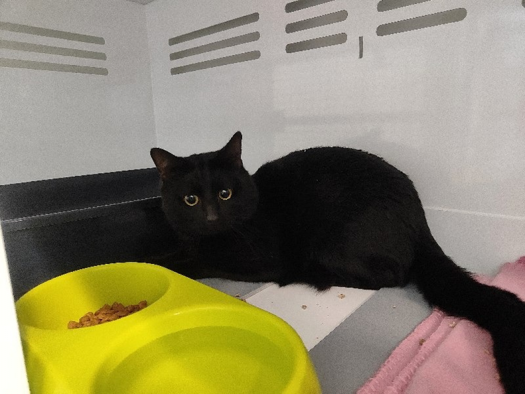 Photo de Azrael promis