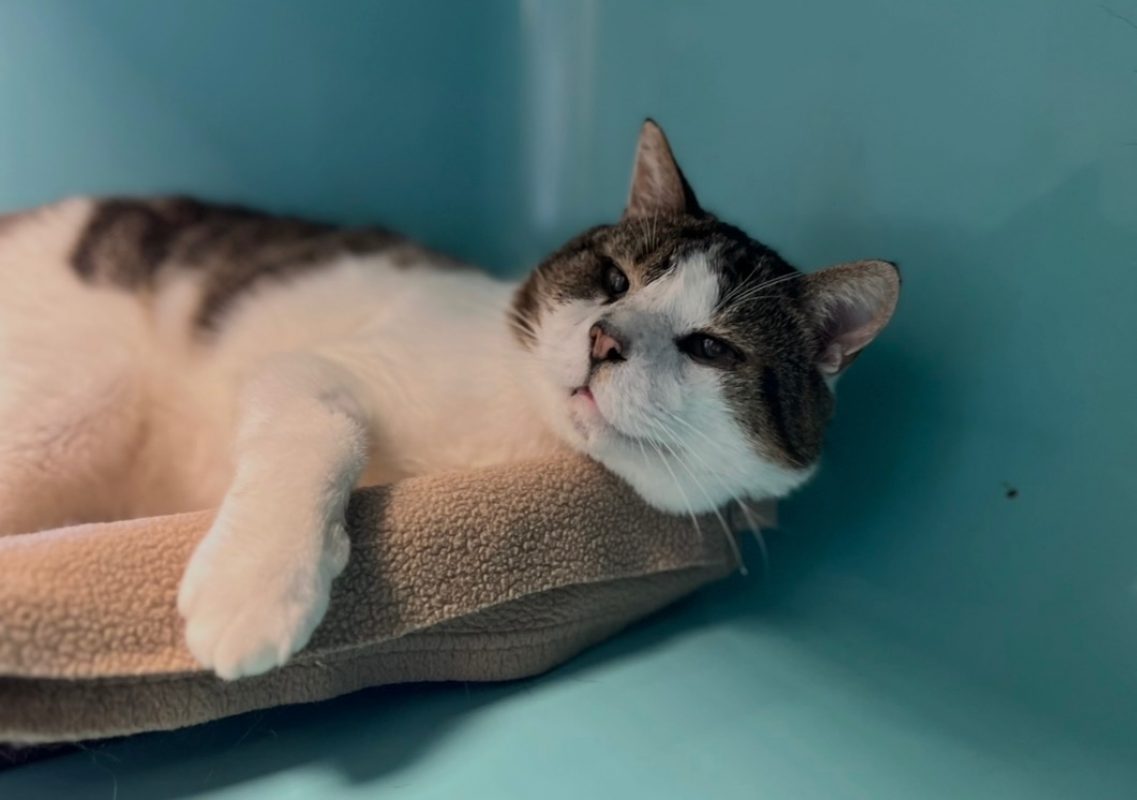 Pepere - Chat Européen à adopter