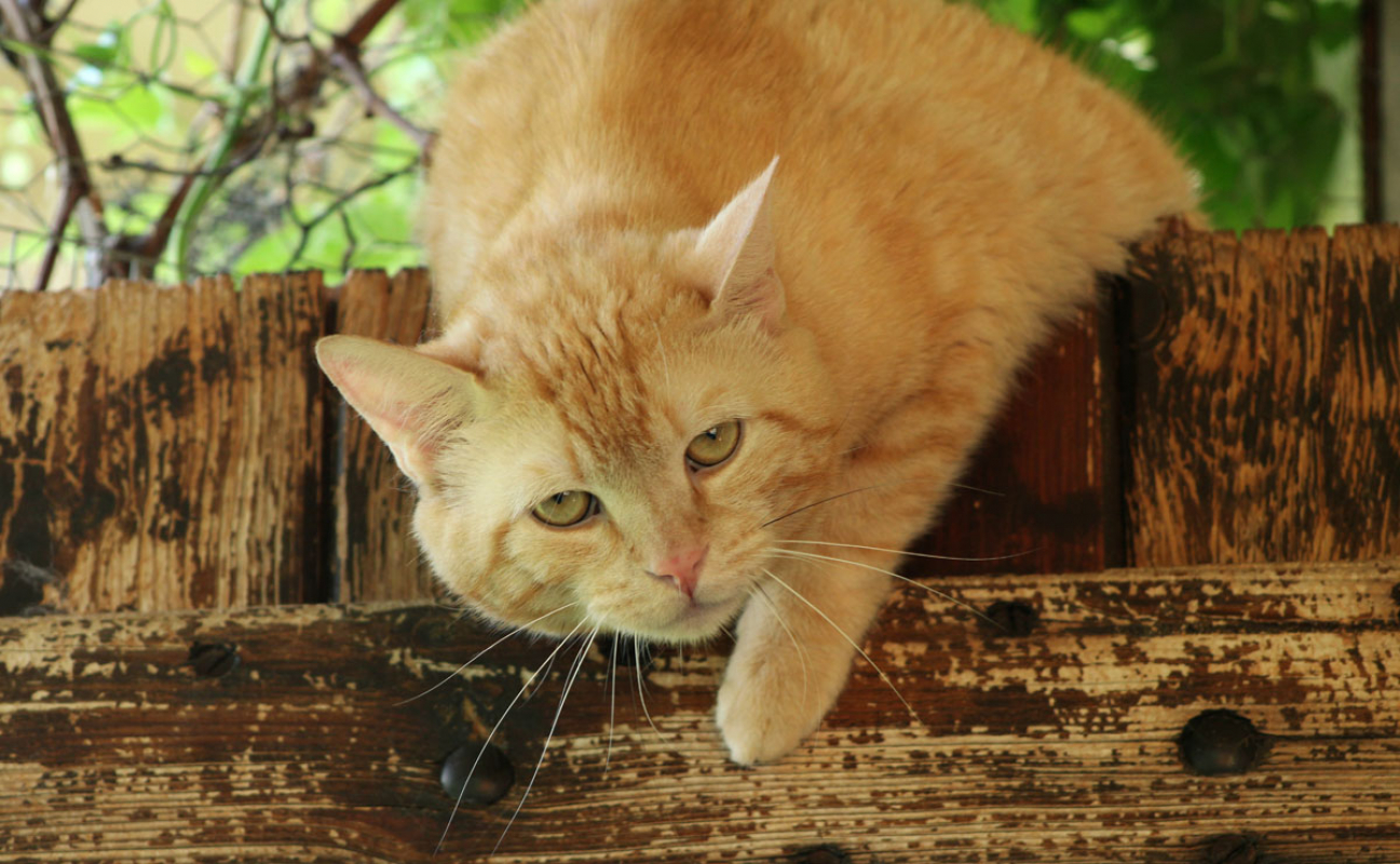 Photo #1 de Ventricule