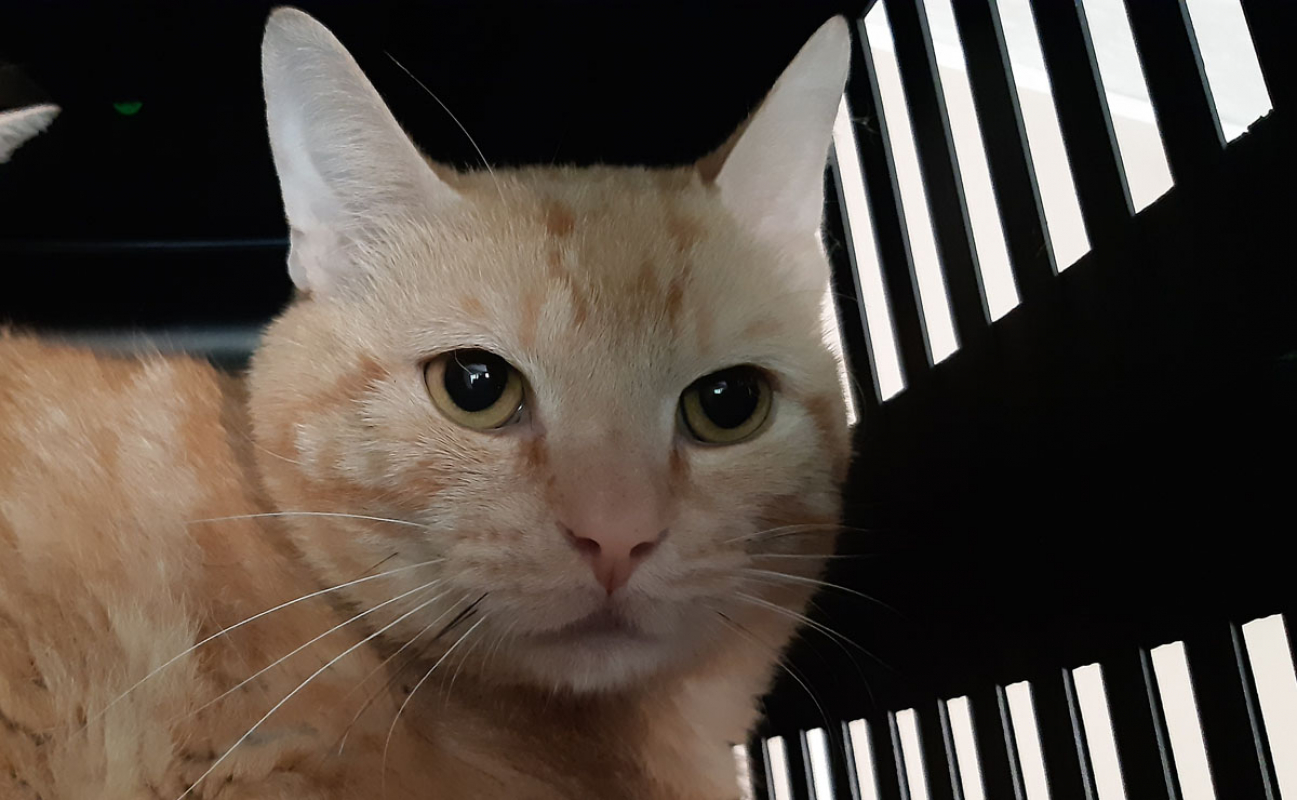 Photo #2 de Ventricule