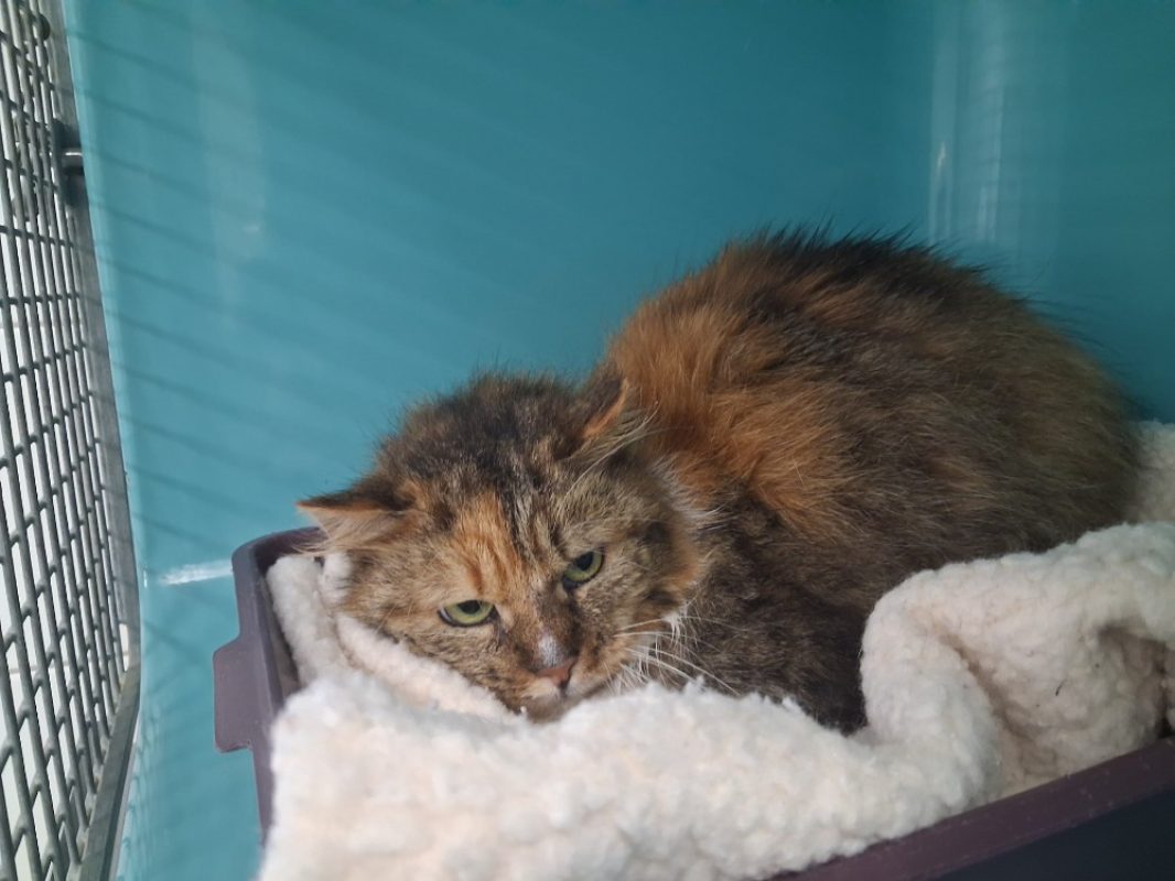 Lyza - Chat Européen à adopter - photo 2