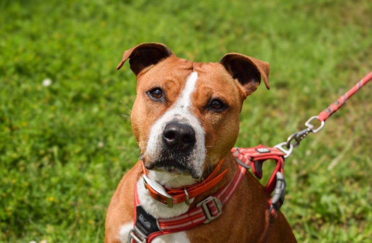 Naijah - Chien à adopter