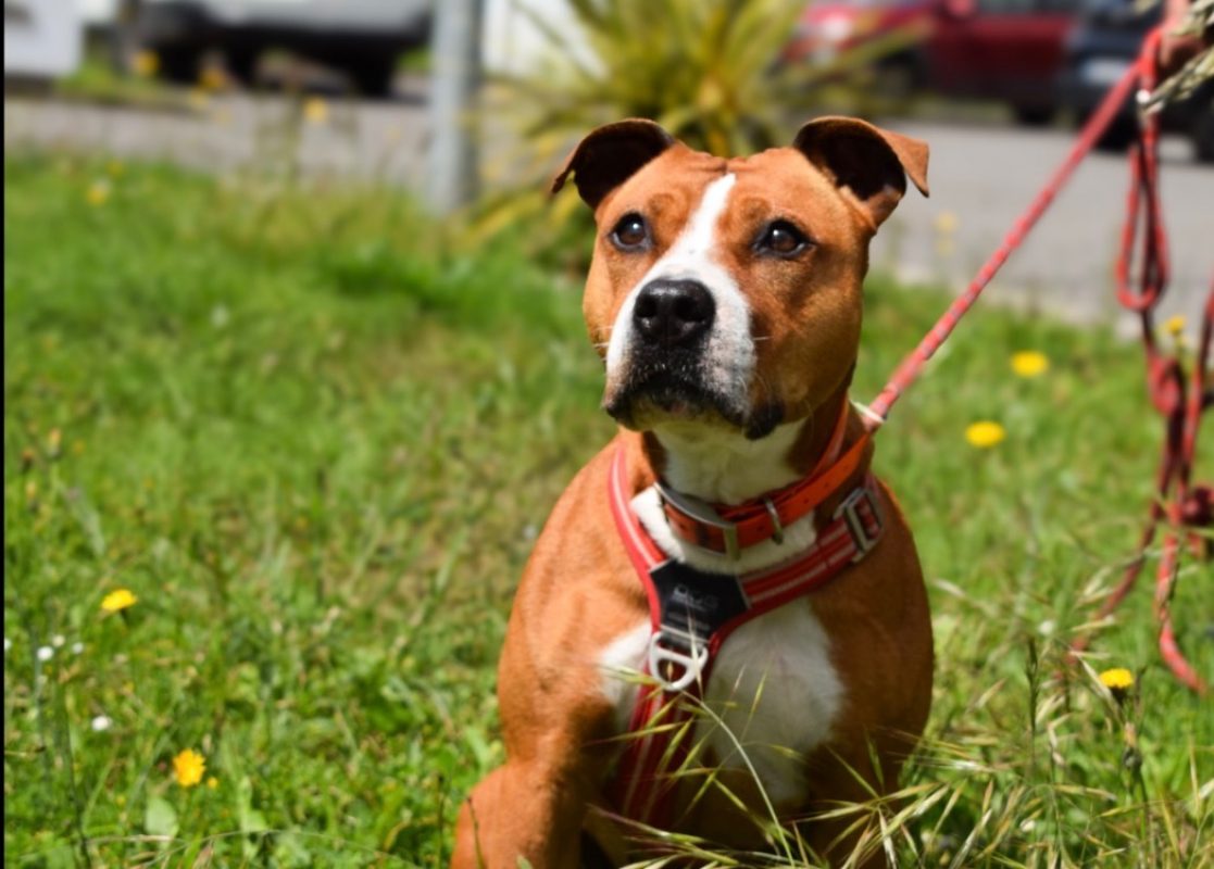 Naijah - Chien à adopter - photo 2