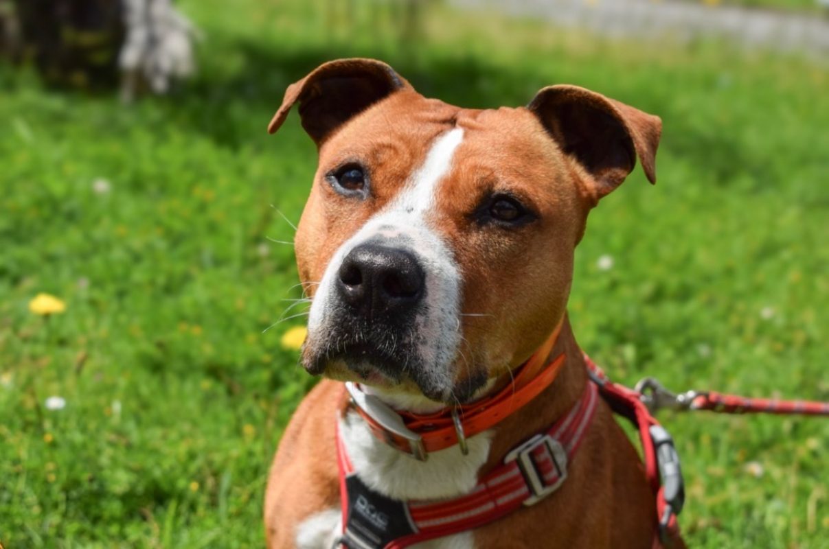 Naijah - Chien à adopter - photo 3
