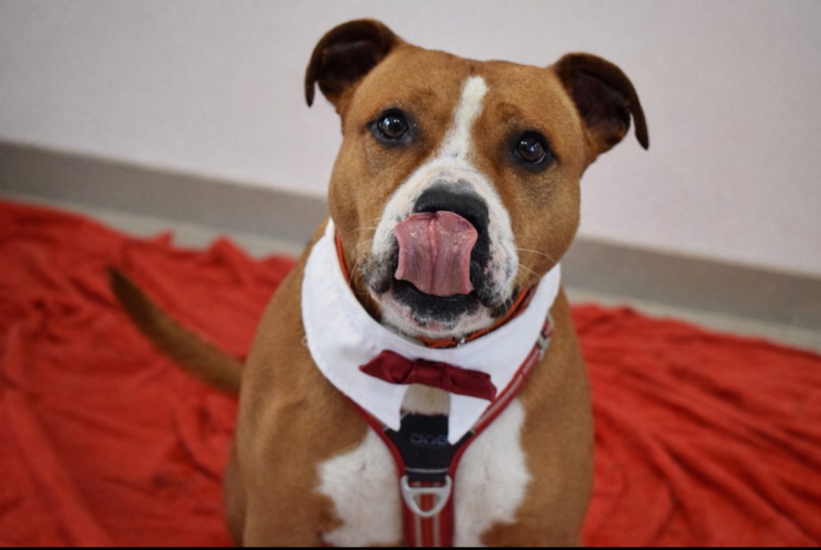 Naijah - Chien à adopter - photo 4