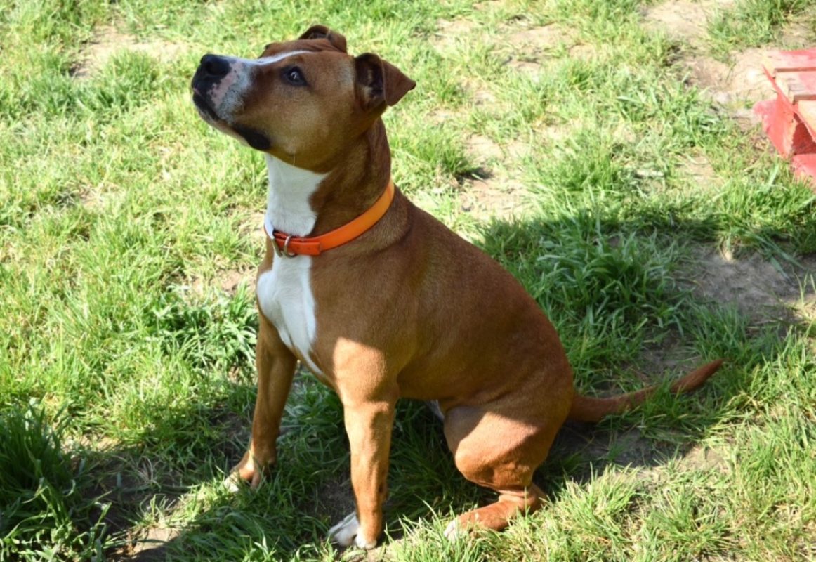 Naijah - Chien à adopter - photo 6