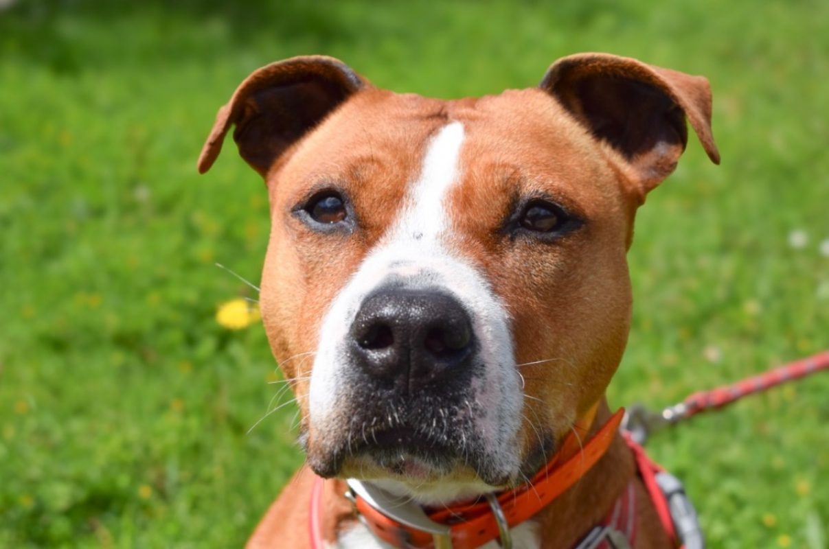 Naijah - Chien à adopter - photo 7