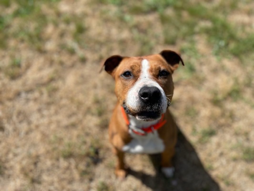 Naijah - Chien à adopter - photo 9