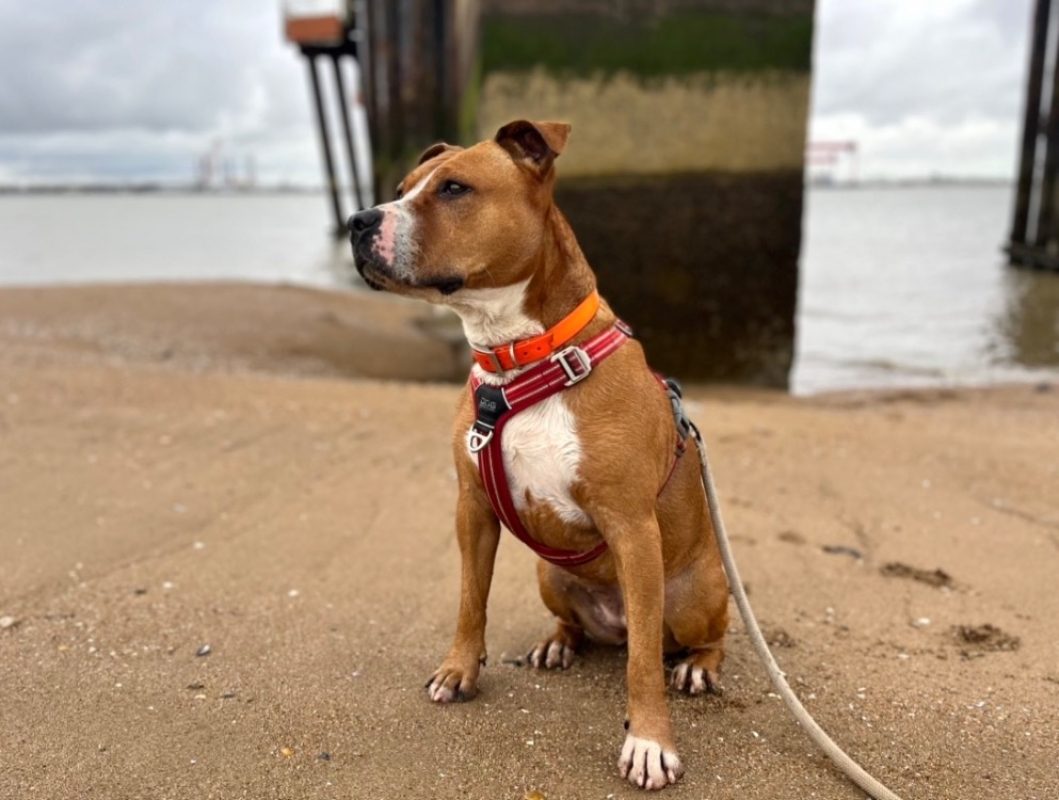 Naijah - Chien à adopter - photo 10