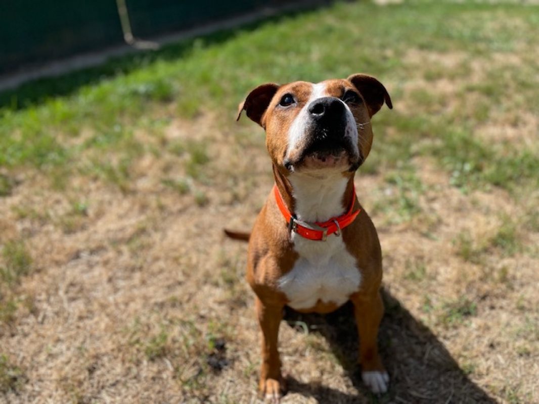 Naijah - Chien à adopter - photo 11