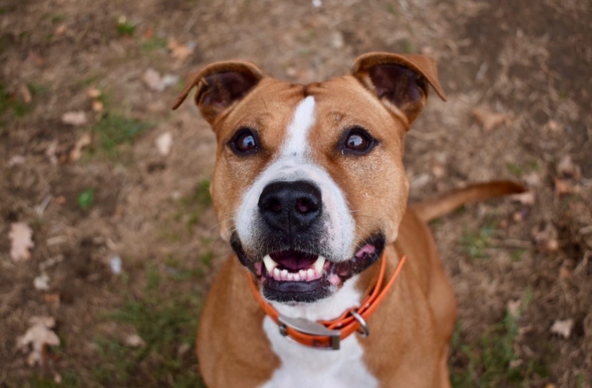 Naijah - Chien à adopter - photo 3