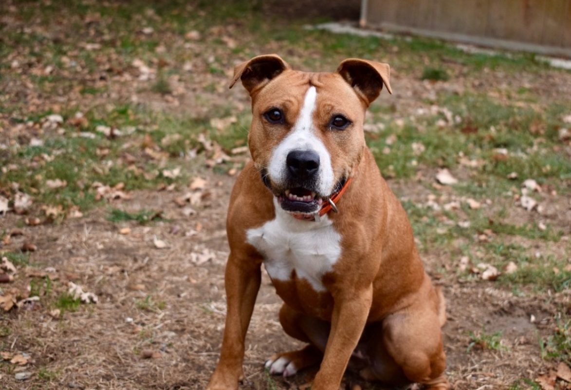 Naijah - Chien à adopter - photo 5