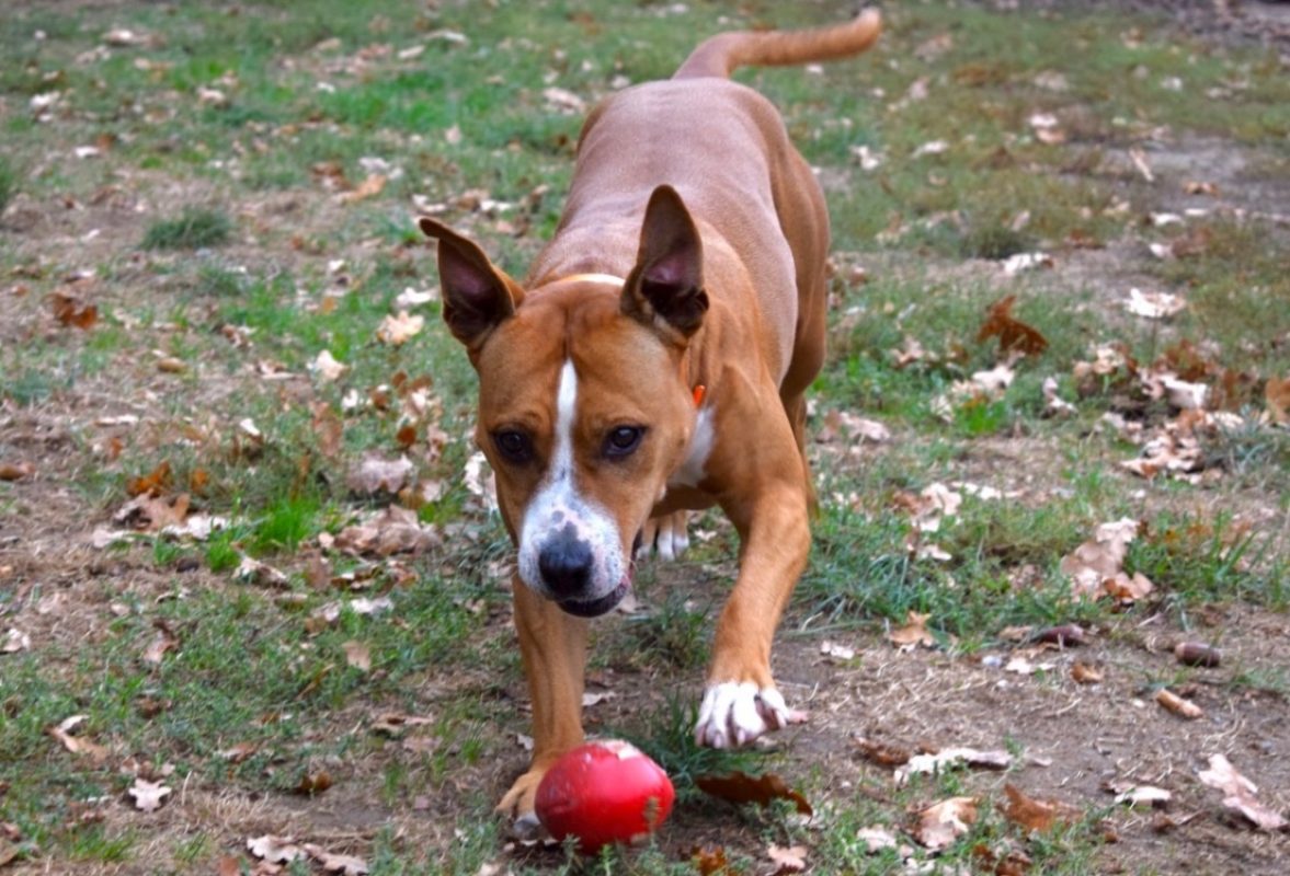 Naijah - Chien à adopter - photo 7
