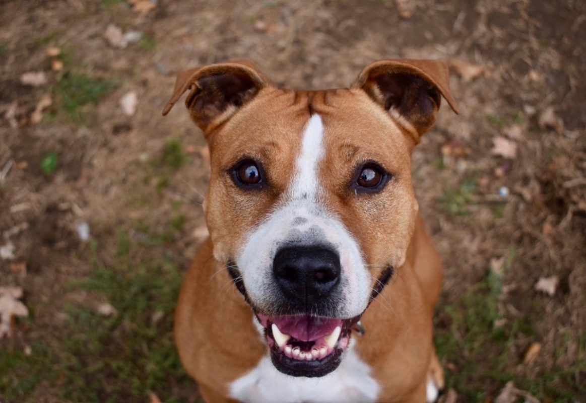 Naijah - Chien à adopter - photo 11