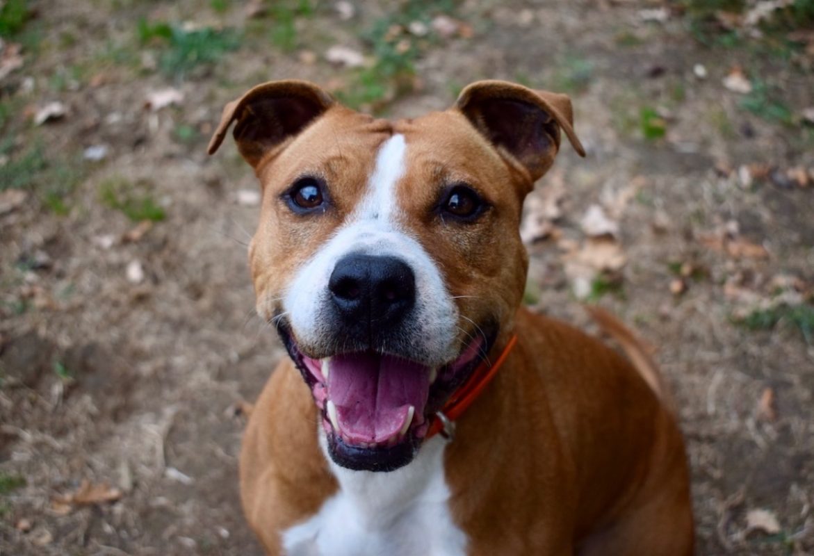 Naijah - Chien à adopter - photo 13