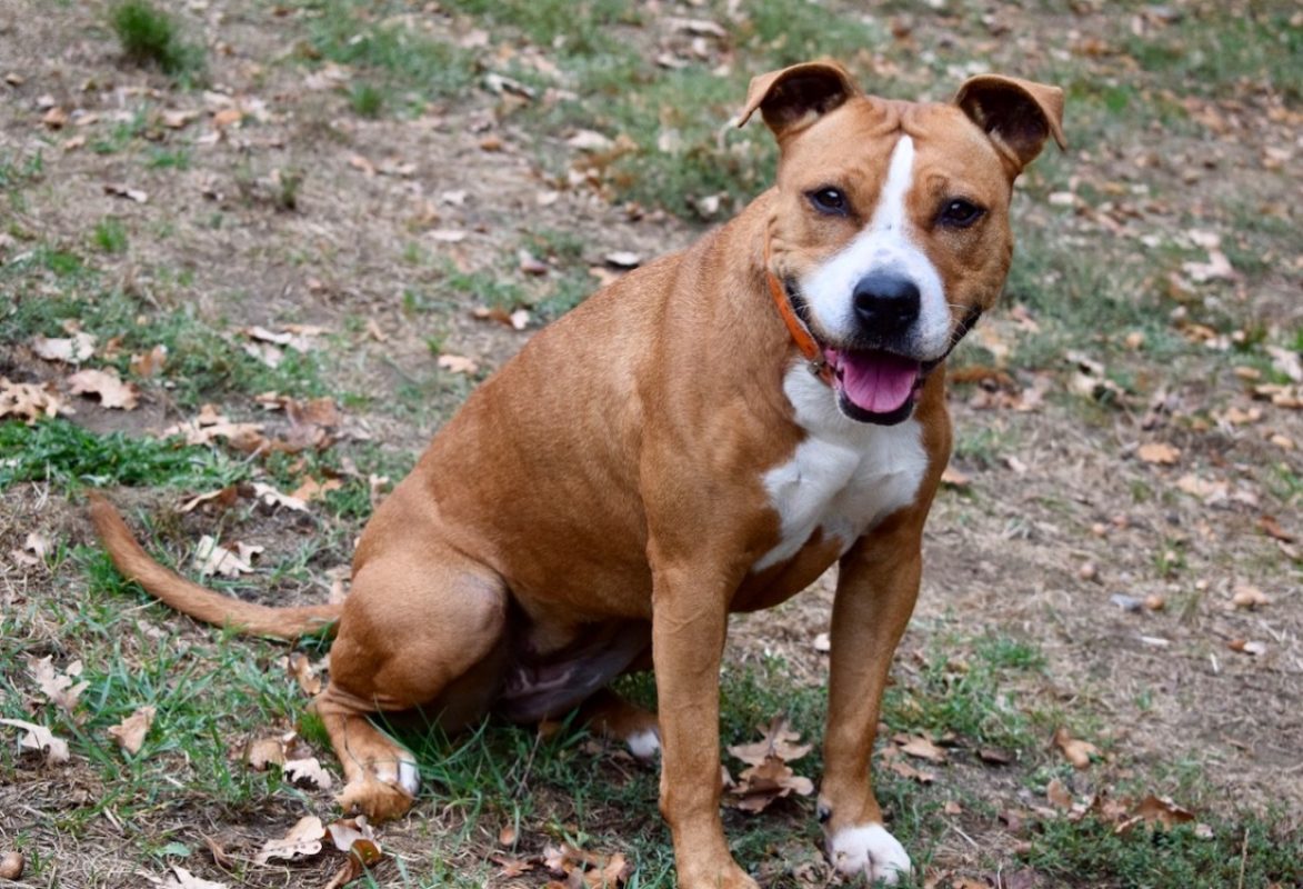 Naijah - Chien à adopter - photo 14