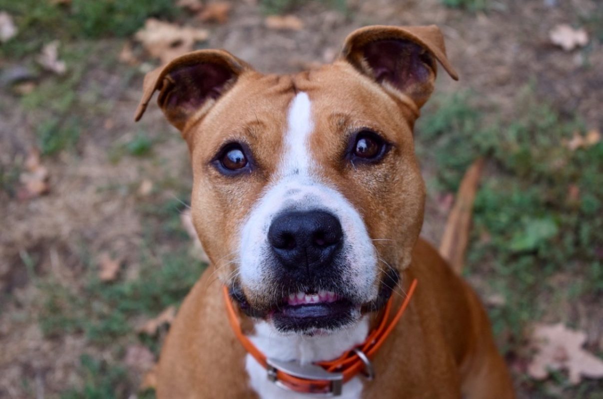 Naijah - Chien à adopter - photo 15