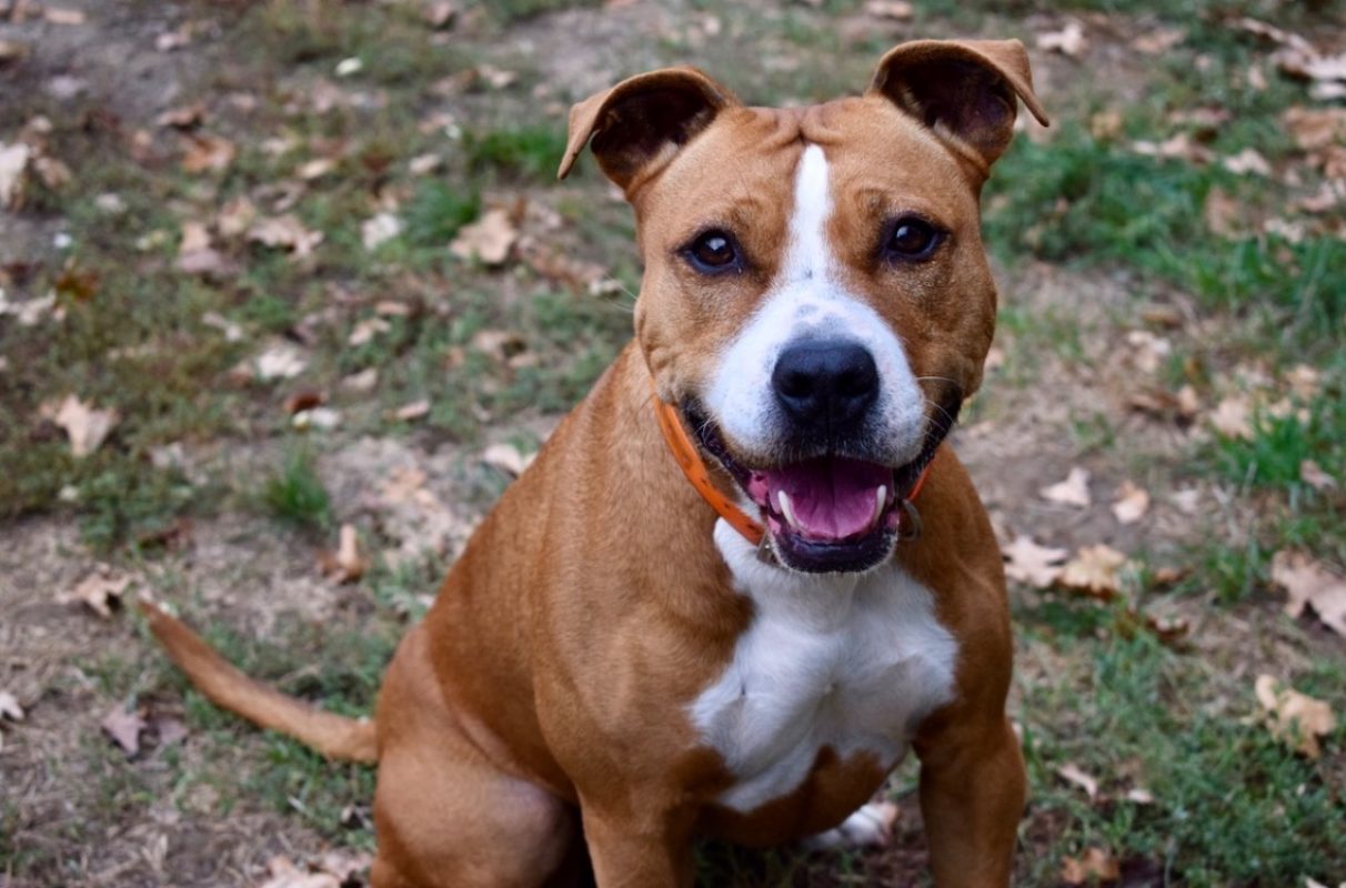 Naijah - Chien à adopter - photo 16