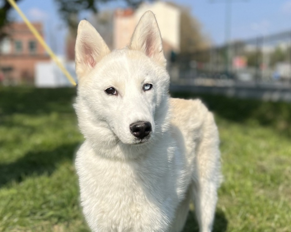 Photo de Laika
