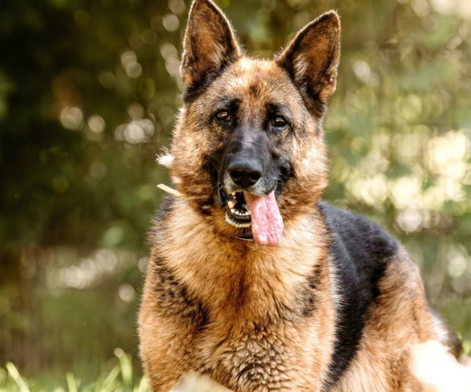 Photo #4 de Poupette