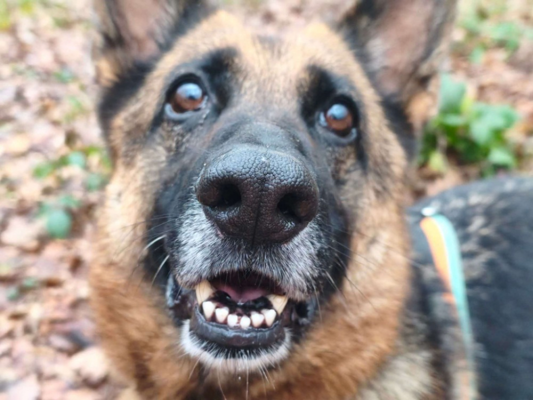 Photo #1 de Poupette