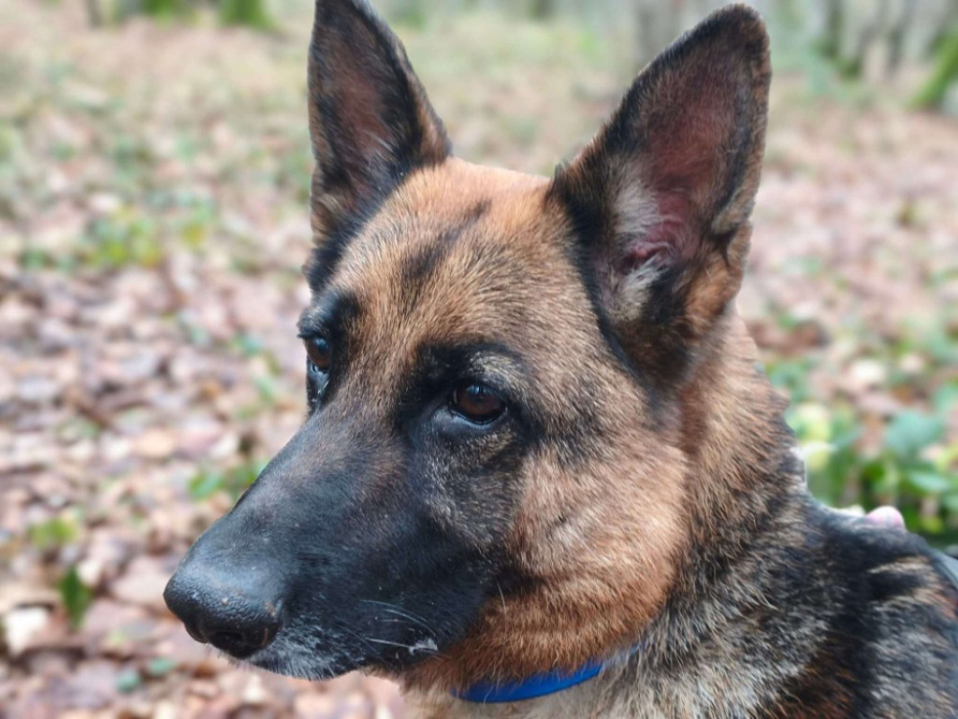 Photo #5 de Poupette