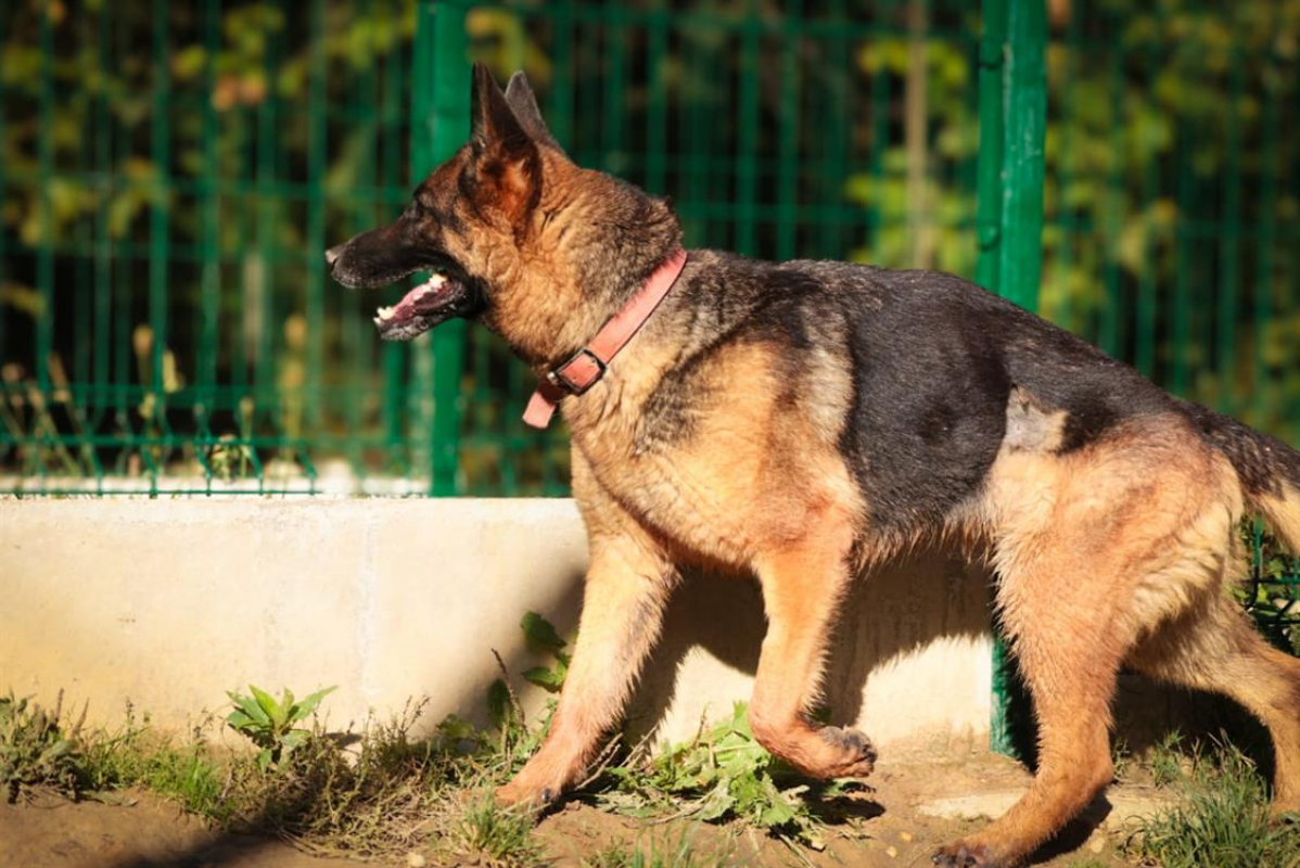 Photo #9 de Poupette