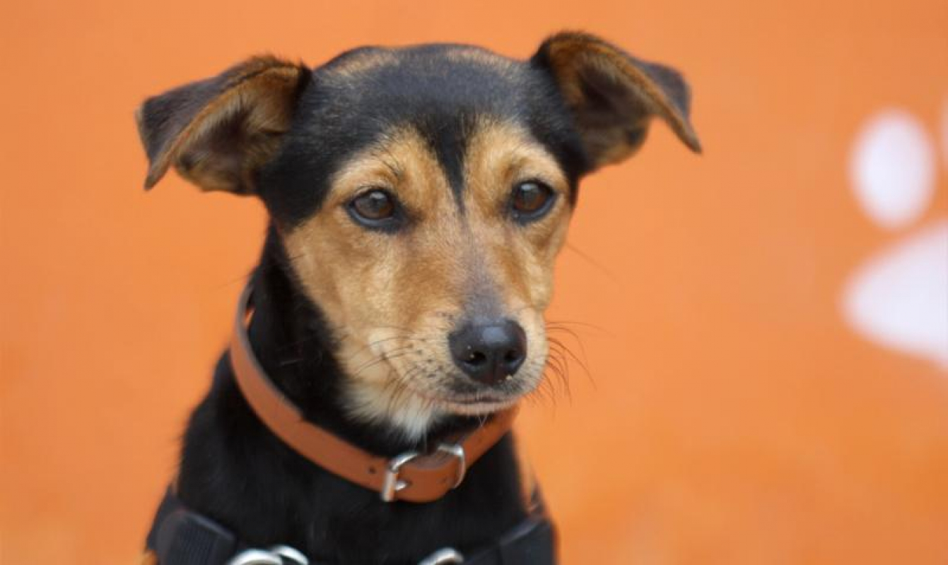 Photo #1 de Laitue dite soukie