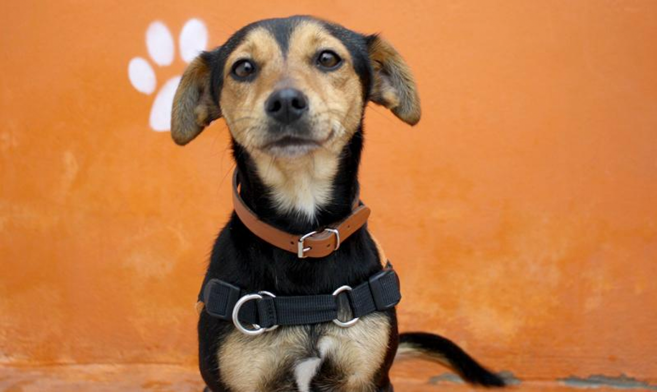 Photo #2 de Laitue dite soukie