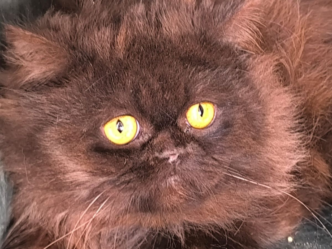 Photo #2 de Sherlock