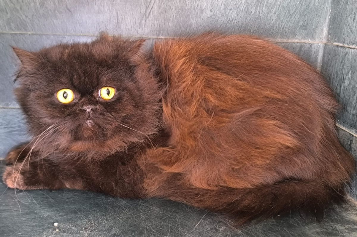 Photo #3 de Sherlock