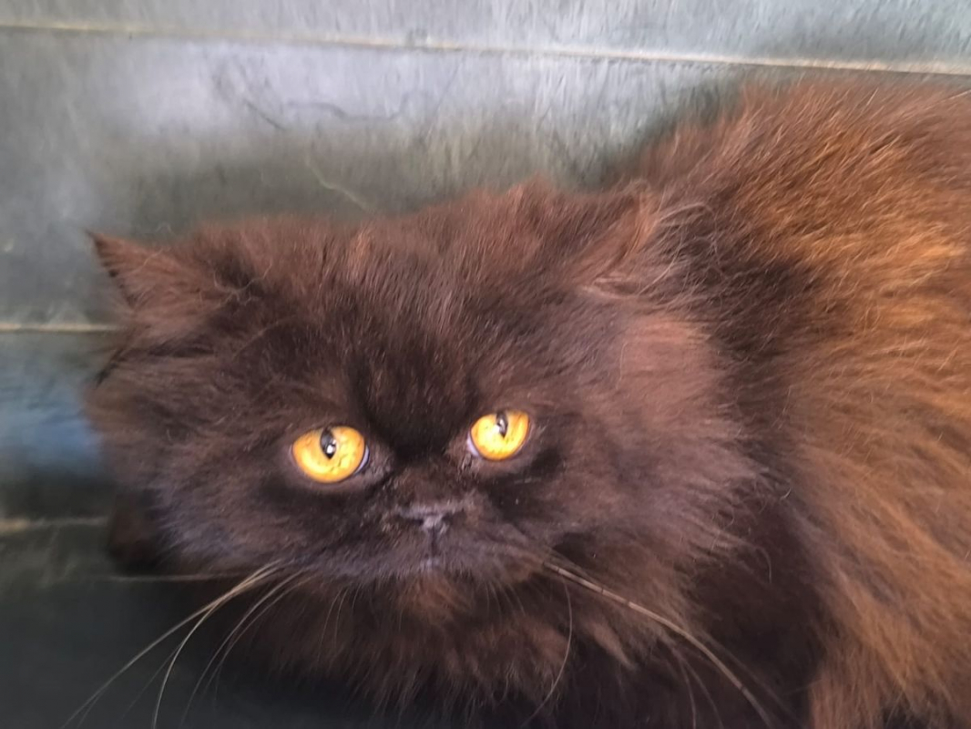 Photo #4 de Sherlock