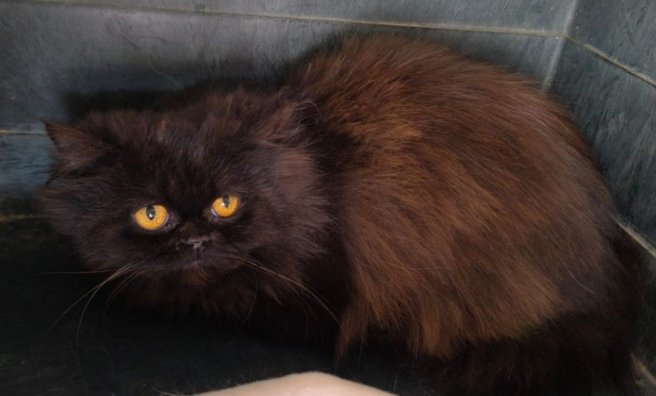 Photo #5 de Sherlock