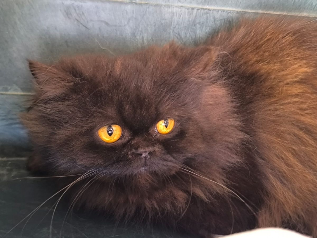 Photo #6 de Sherlock