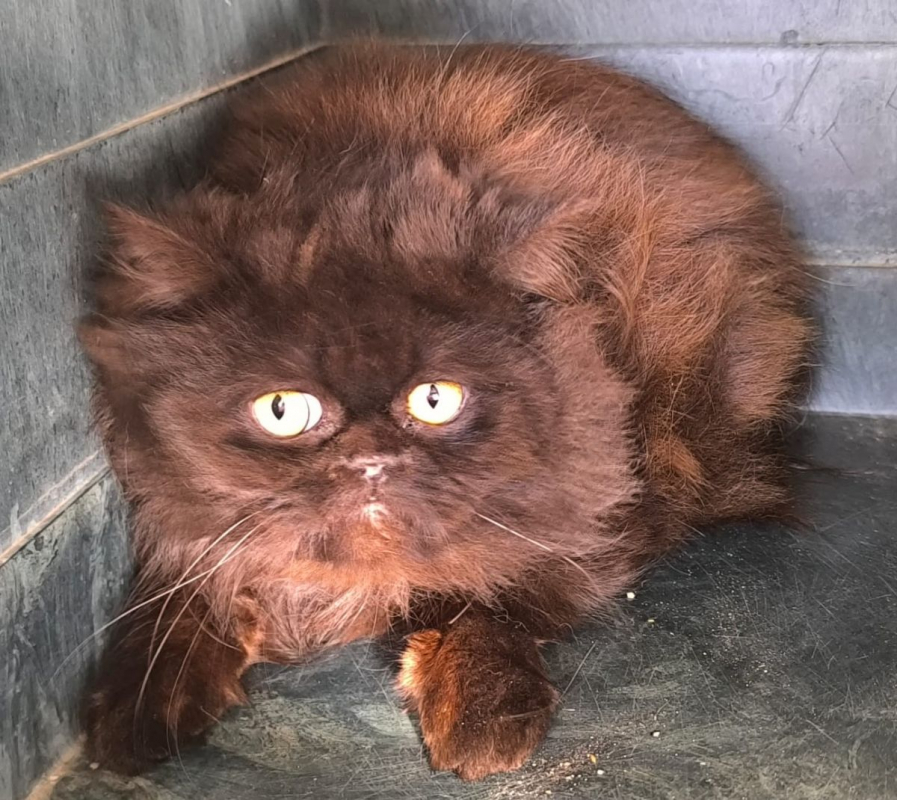 Photo #7 de Sherlock