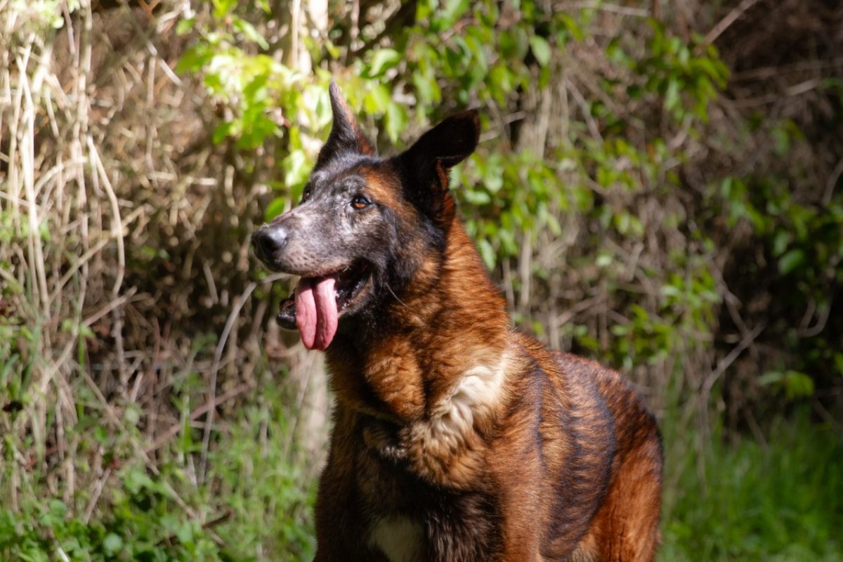 Leon - Chien Berger Belge Malinois à adopter - photo 13