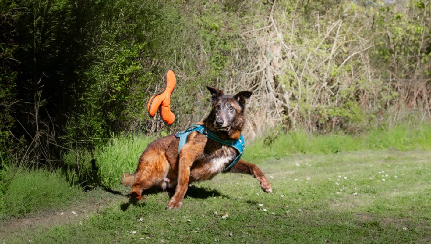 Leon - Chien Berger Belge Malinois à adopter - photo 14