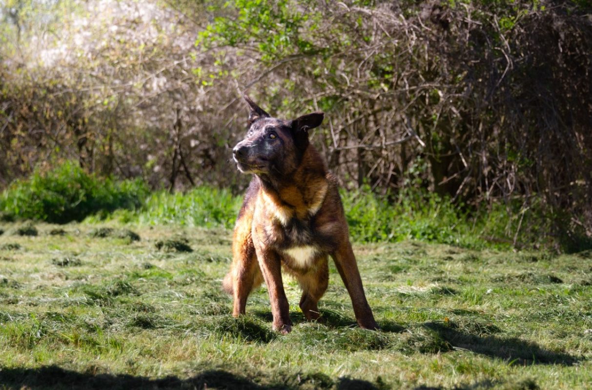 Leon - Chien Berger Belge Malinois à adopter - photo 15