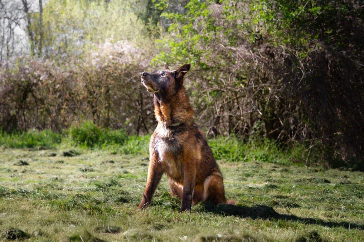 Leon - Chien Berger Belge Malinois à adopter - photo 16