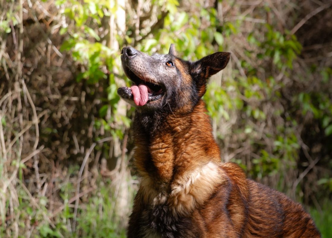 Leon - Chien Berger Belge Malinois à adopter - photo 17