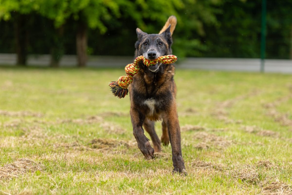 Leon - Chien Berger Belge Malinois à adopter - photo 18