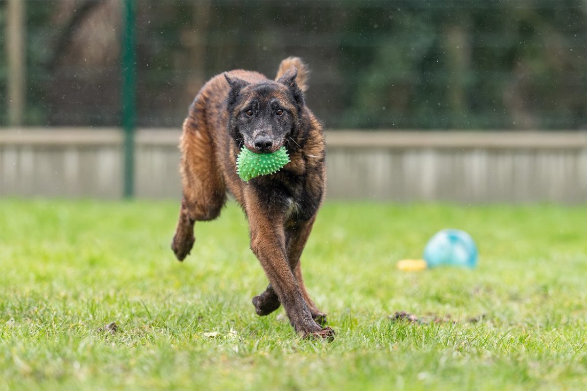 Leon - Chien Berger Belge Malinois à adopter - photo 19